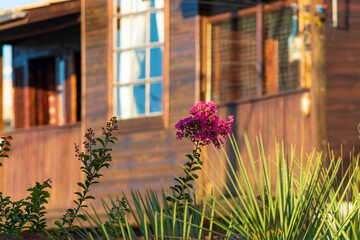 Fototapeta premium flower in front the window