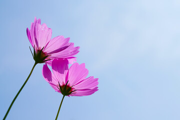 Close up of pink cosmos flower blooming uprisen angle to the blue sky with copy space
