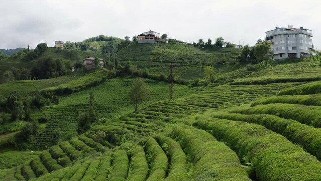 Aerial view of Green Tea field in Rize. 4K Footage in Turkey
