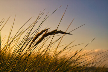 Grass on a dune on the coast at sunset. Nature photo during a hike on the Baltic Sea