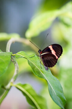 Close-Up of Mylotes Cattleheart Butterfly (Parides Eurimedes) Sitting on a Leaf.