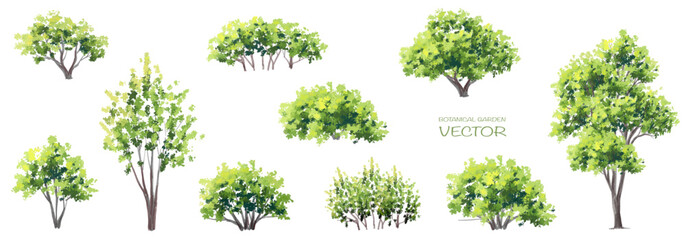 Vector watercolor of green tree side view isolated on white background for landscape  and architecture drawing, elements for environment and garden, painting botanical for section and elevation  - obrazy, fototapety, plakaty