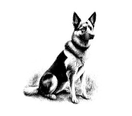 A full-length dog is drawn with a pencil on an isolated background. Engraved drawing. Guard dog. Shepherd. Black and white style. Ideal for postcard, book, poster, banner. Vector illustration