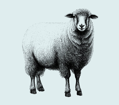 Sheep Engraving Images – Browse 10,066 Stock Photos, Vectors