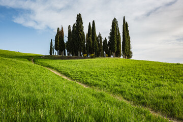 Landscape in San Quirico d'Orcia, Tuscany, Italy. Tuscany cypresses.