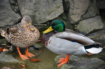 Two wild ducks mallard (male and female) standing on the rock near the park pond. Closeup photo outdoors
