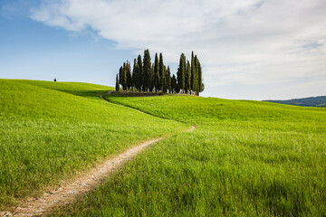 Landscape in San Quirico d'Orcia, Tuscany, Italy. Tuscany cypresses.