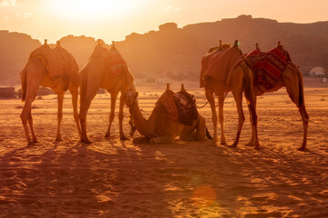 Jordan, camels caravan rests in majestic Wadi Rum desert, landscape with sandstone mountain rock at...