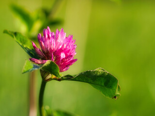 purple clover flower with green leaves on a meadow. Medicinal plant from nature