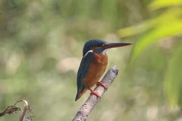 The Exotic Kingfisher