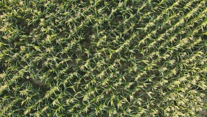 Aerial view with a drone of a field of corn flowered perfectly sown.