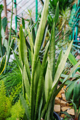 Obraz premium sansevieria. exotic plants grown in a large greenhouse of the botanical garden. 