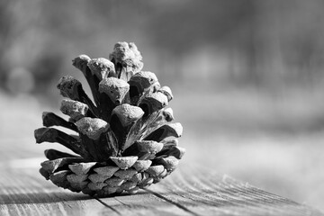 Pine cone on a bench in the park. Decoration from nature. Detail shot in autumn.