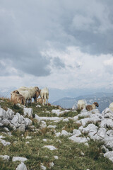 Naklejka premium Beautiful sheeps in the Dachstein Krippenstein mountains