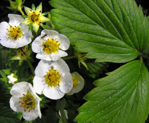 close-up of the blooming strawberry in the vegetable garden
