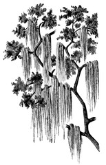 A tropical plant Spanish moss (Tillandsia usneoides). Publication of the book "Meyers Konversations-Lexikon", Volume 2, Leipzig, Germany, 1910