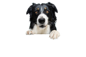 Banner border collie dog, hanging its paws in a blank. Isolated on white background.