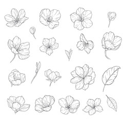 Sakura Line Art, Fine Line Cherry Blossom Hand Drawn Illustration. Botanical Coloring Page