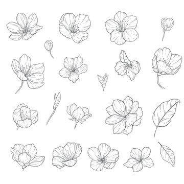 Sakura Line Art, Fine Line Cherry Blossom Hand Drawn Illustration. Botanical Coloring Page