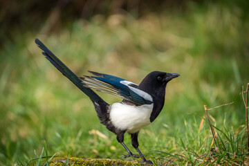 common magpie in the meadow in nature