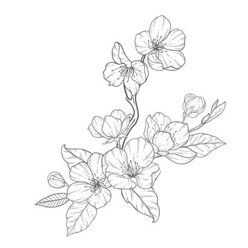 Floral Line Art, Sakura Flower Outline Illustration Set. Hand Painted Doodle Flowers. Perfect for wedding invitations, bridal shower and floral greeting cards. Black and white stencil flowers isolated