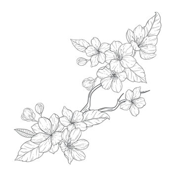 Floral Line Art, Sakura Flower Outline Illustration Set. Hand Painted Doodle Flowers. Perfect for wedding invitations, bridal shower and floral greeting cards. Black and white stencil flowers isolated