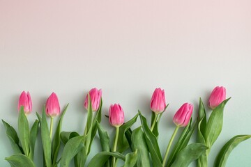 Pink tulip flowers on bright blue pink background. Minimal spring composition. Creative nature concept. Flat lay.