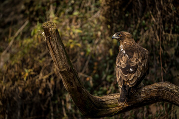Hieraaetus pennatus bird eagle in nature park - 575938045