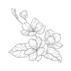 Floral Line Art, Sakura Flower Outline Illustration Set. Hand Painted Doodle Flowers. Perfect for wedding invitations, bridal shower and floral greeting cards. Black and white stencil flowers isolated