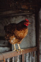 Portrait of a red Orpington hen in a coop. The life of a domestic chicken. Organic chicken. Swimmer noise, selective focus