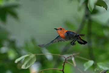 A male scarlet headed flowerpecker dicaeum trochileum flying, searching for food on the tree with bokeh background 