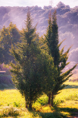 autumn landscape with trees