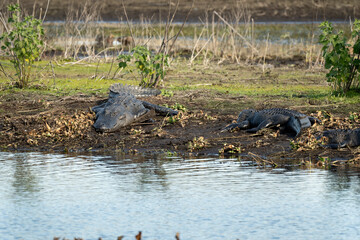 American alligators enjoying the heat from the sun on the bank of the lake in Florida