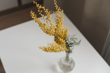 spring mimosa flower bouquet in glass vase in a cozy living room. Spring, 8th of march, easter greeting card