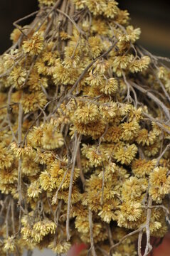 planta seca para cha marcela 