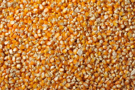 gr&atilde;o de milho 