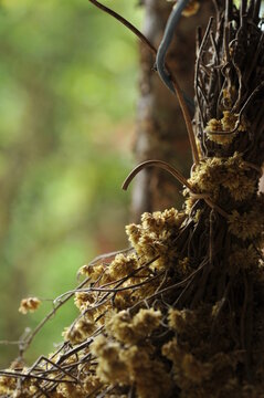 planta seca para cha marcela 