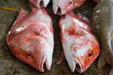 fresh red snapper  fish on the market