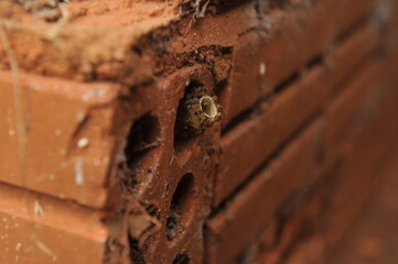 abelhas mirins em brecha de tijolo, colonia de mirins 