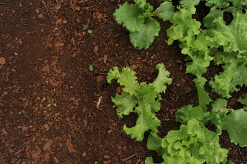 horta com saladas 