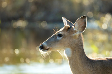 Key Deer in natural habitat in Florida state park