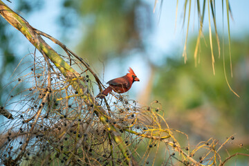 Northern cardinal bird (Cardinalis cardinalis) perched on a tree branch eating wild berries