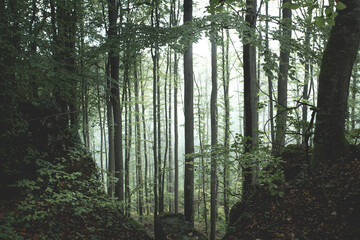 Düsterer Wald mit Felsen 