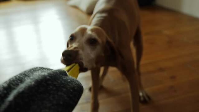 An old gray-haired dog of the hunting breed Vizsla is playing at home with his master trying to take away his favorite toy from him. The dog pulls clothes with his teeth. High quality 4k footage