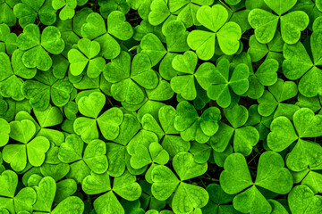 Background with green clover leaves for Saint Patrick's day. Shamrock as a symbol of fortune.