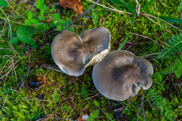 A group of chanterelles in a autumn forest. Mushroom picking season.