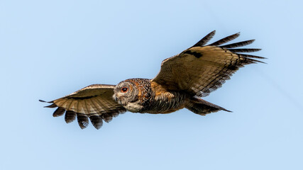 The mottled wood owl (Strix ocellata).