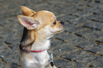 dog head closeup very expressive chihuahua breed