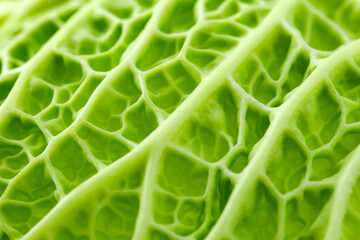 Savoy cabbage corrugated structure green leaf with concavities,  kitchen garden, close-up macro, background wallpaper, selective focus