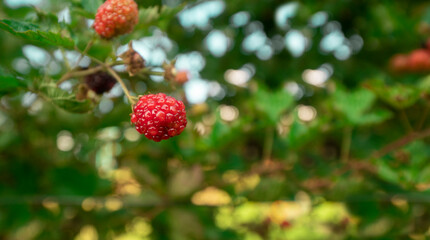 Red and ripe blackberry fruits hanging from the plant in the foreground against background of defocused leaves on a sunny day